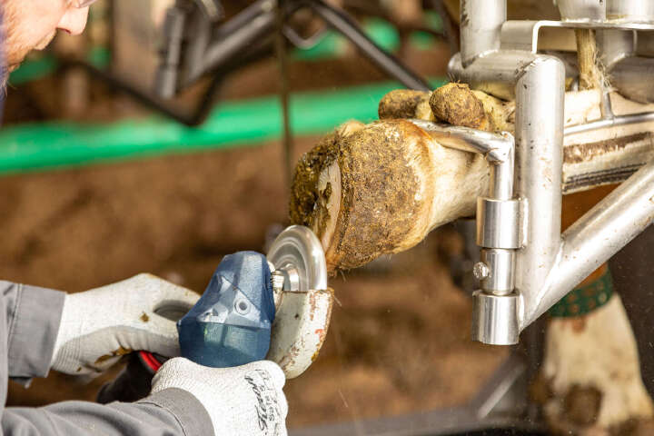 KERBL Klauenschneidscheibe